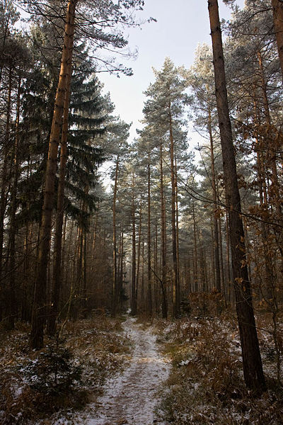 Slika:Bitnje gozd potka IMG 0597.jpg